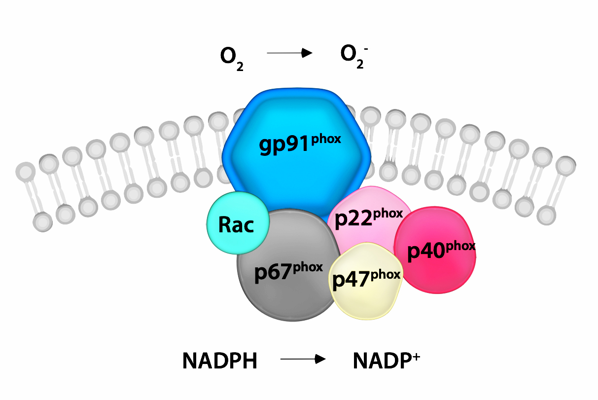 NADPH Oxidase Complex