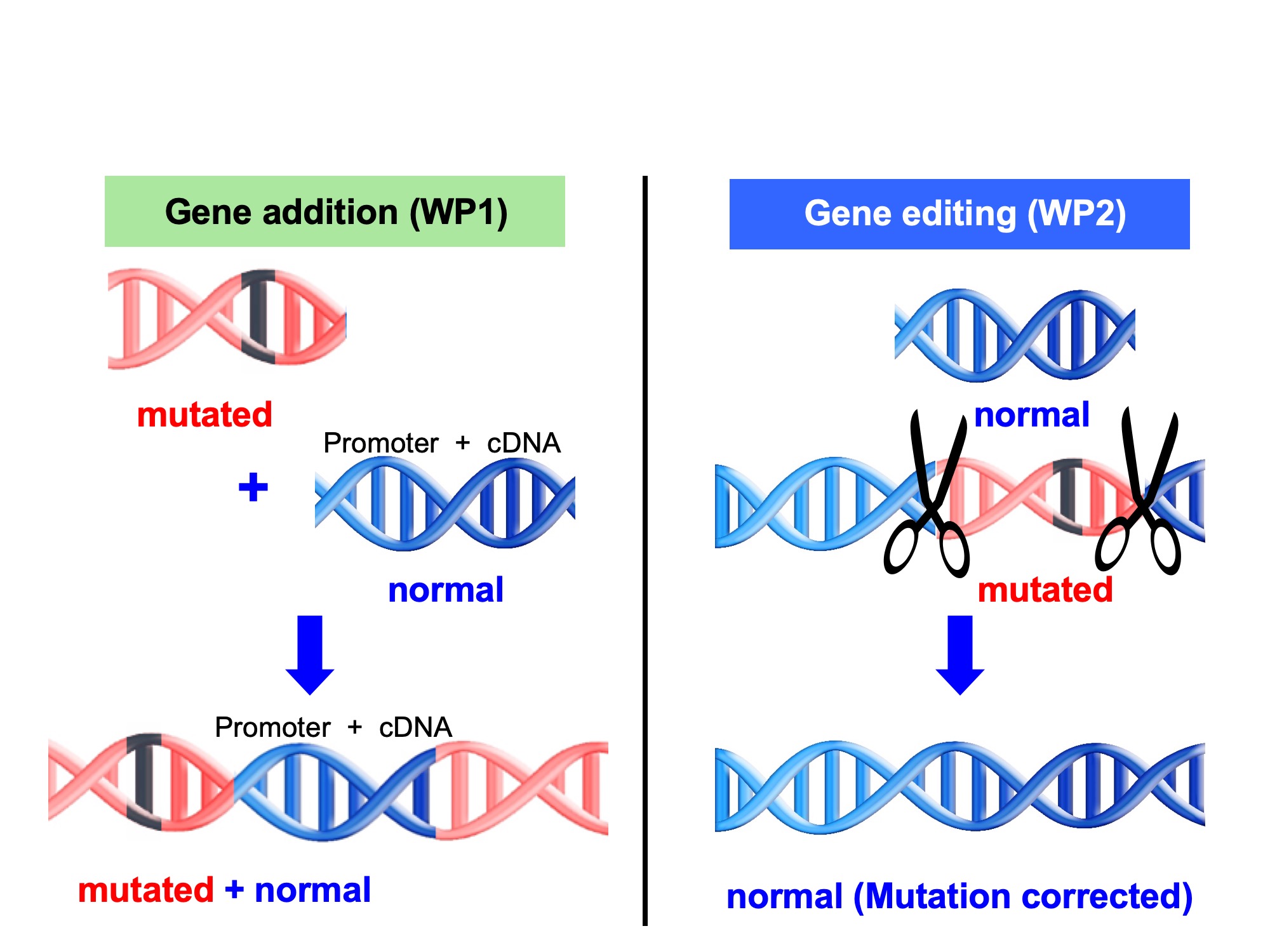 Gene Addition vs Gene Editing
